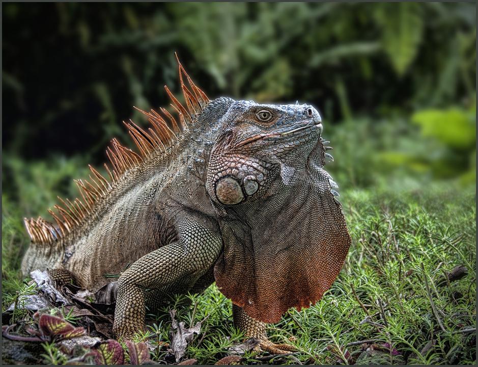 Female Iguana | Shutterbug